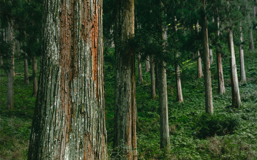 A closeup of a large tree trunk in a dark, green forest. The key vidual of “Masters of Carpentry: Melding Forest, Skill and Spirit” exhibition.