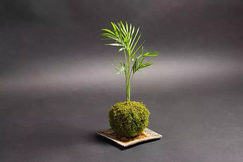 Kokedama