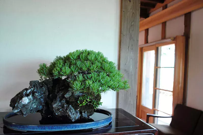 Bonsai