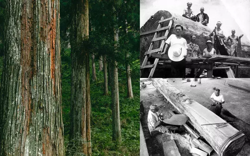 Left: Closeup of trees in a forest / Top-right: Japanese lumber milling / Bottom-right: Two carpenters sawing a log